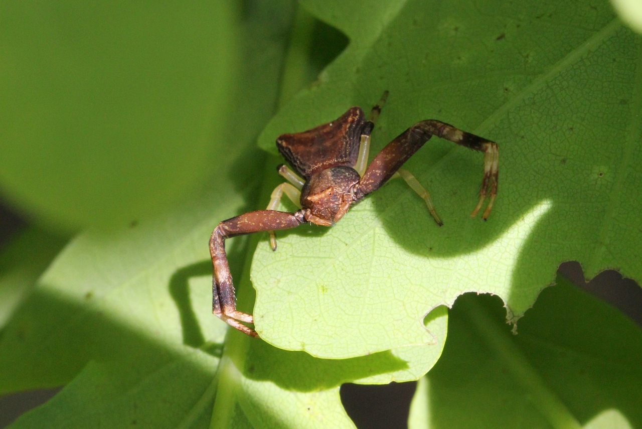 Pistius truncatus (Pallas, 1772) - Thomise tronqué (femelle)