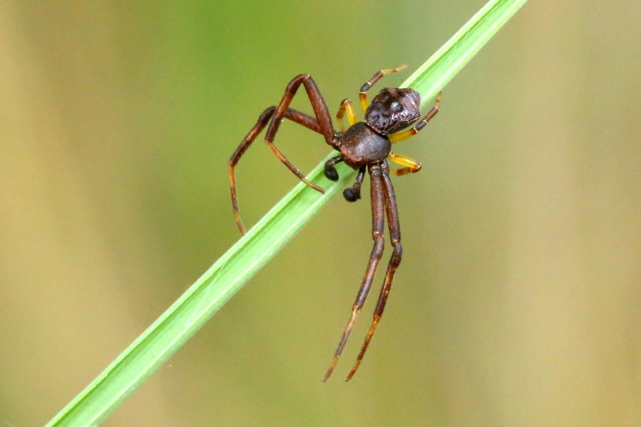 Pistius truncatus (Pallas, 1772) - Thomise tronqué (mâle)