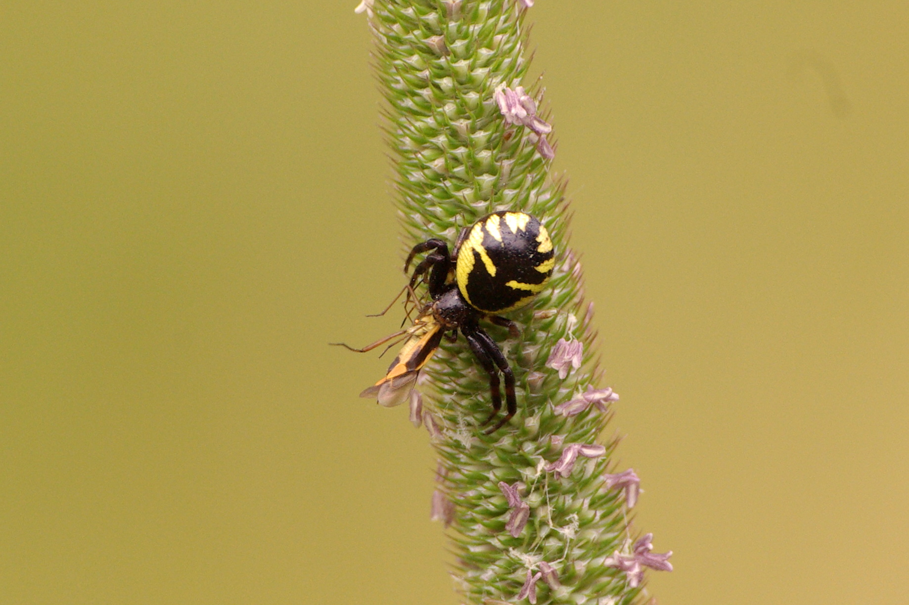 Synema globosum (Fabricius, 1775) - Thomise Napoléon (femelle)