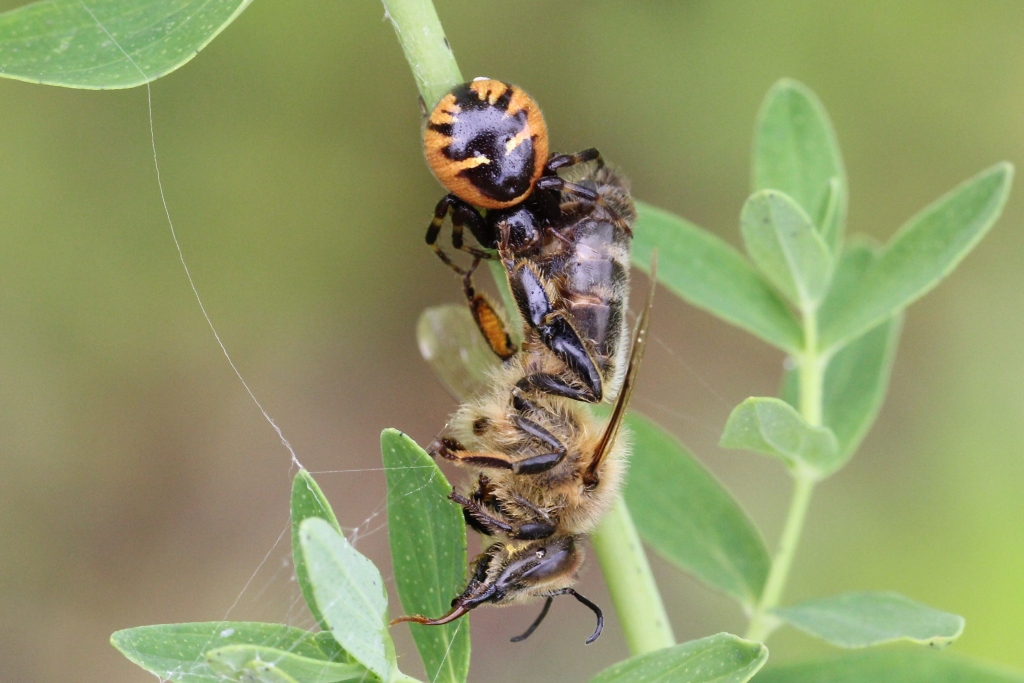 Synema globosum (Fabricius, 1775) - Thomise Napoléon (femelle)