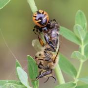 Synema globosum (Fabricius, 1775) - Thomise Napoléon (femelle)