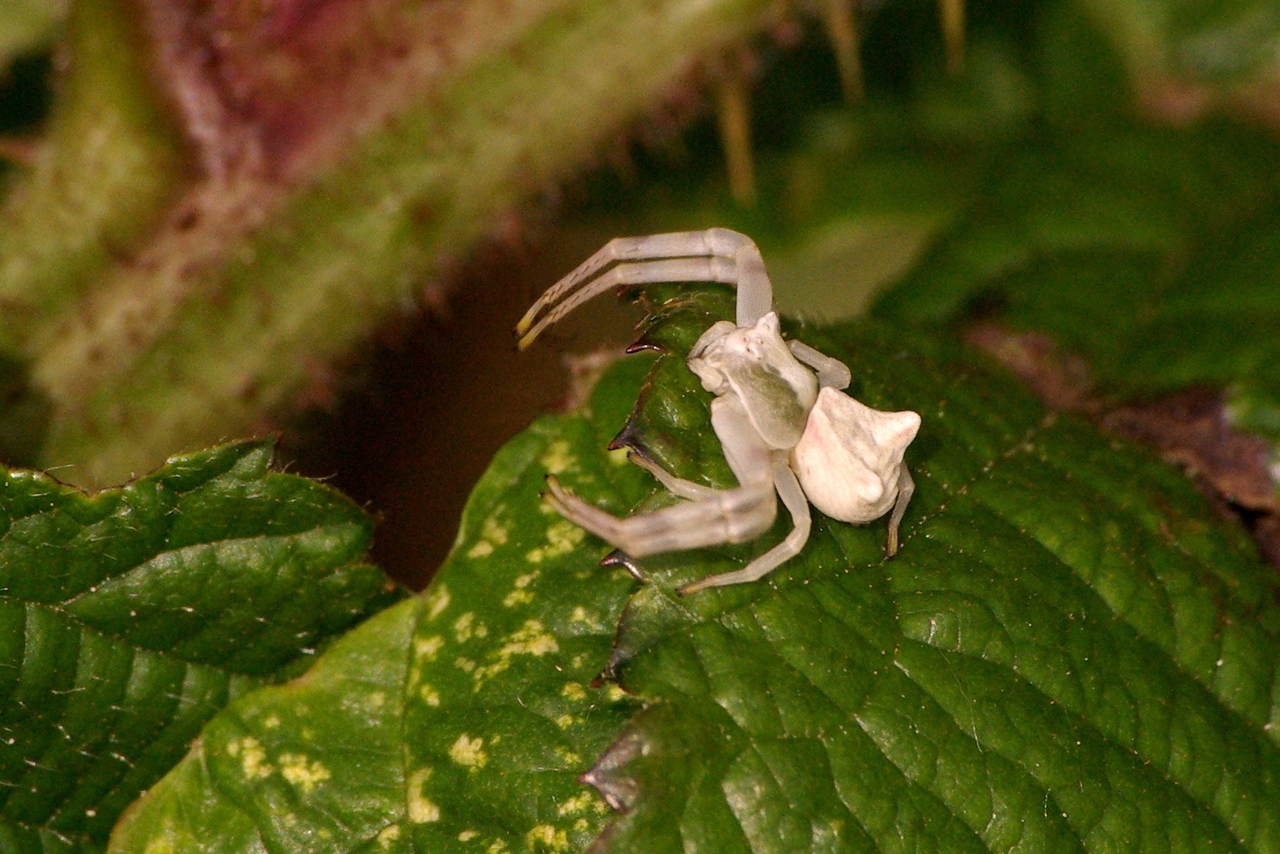 Thomisus onustus Walckenaer, 1805 - Thomise replet, Thomise enflé (femelle)