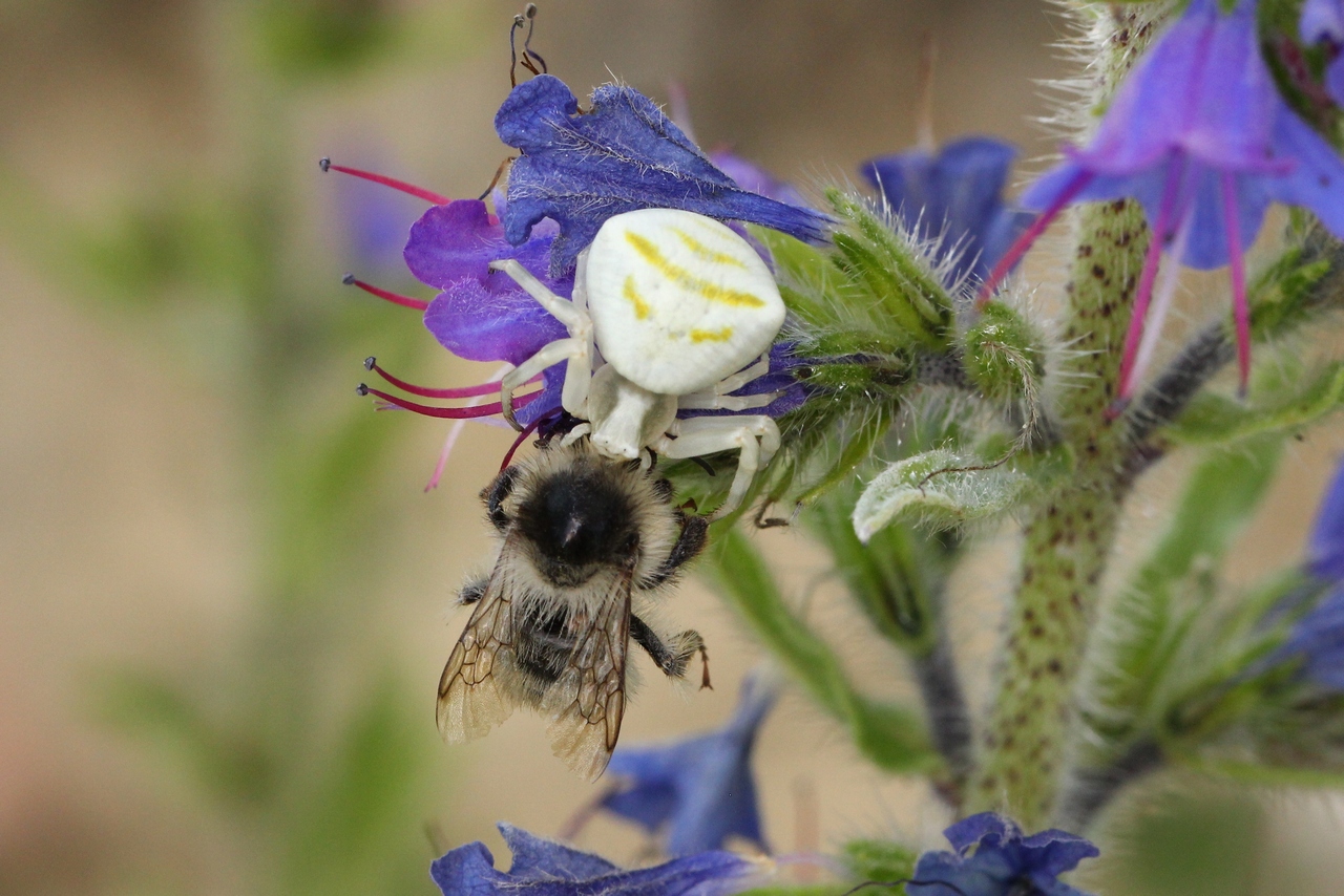 Thomisus onustus Walckenaer, 1805 - Thomise replet, Thomise enflé (femelle)