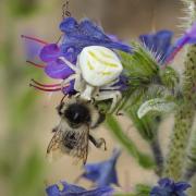 Thomisus onustus Walckenaer, 1805 - Thomise replet, Thomise enflé (femelle)