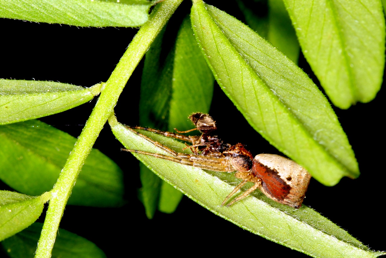 Tmarus piger (Walckenaer, 1802) - Tmarus paresseux