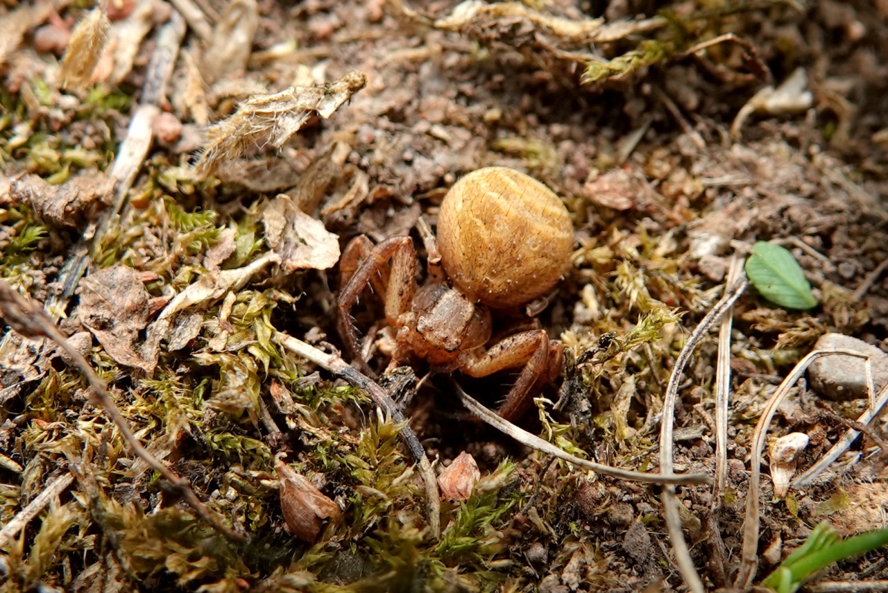 Xysticus bifasciatus C.L. Koch, 1837 (femelle)