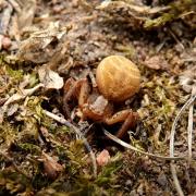 Xysticus bifasciatus C.L. Koch, 1837 (femelle)