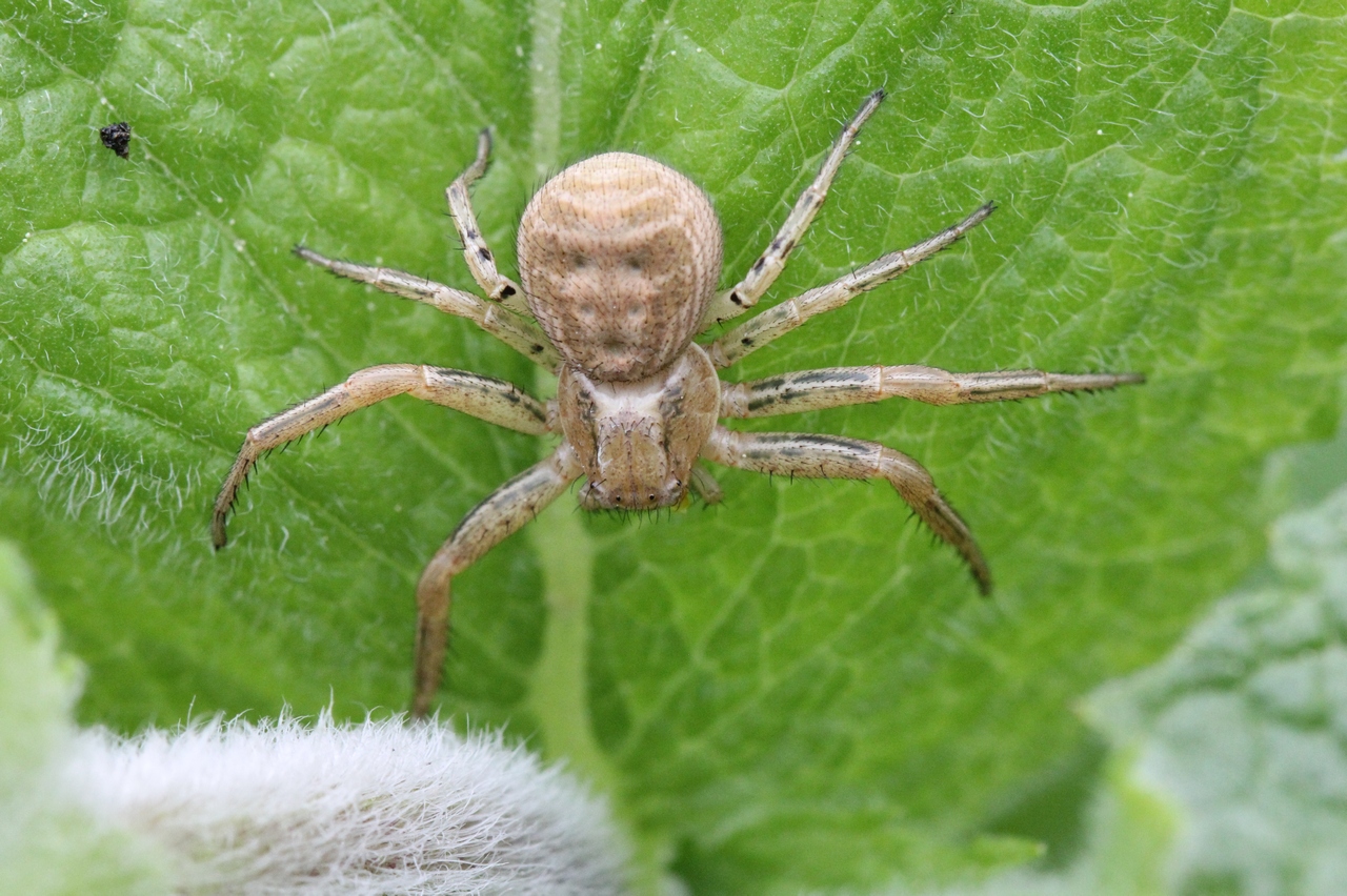 Xysticus bifasciatus C.L. Koch, 1837 (femelle)