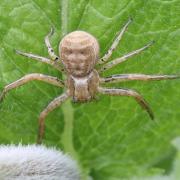 Xysticus bifasciatus C.L. Koch, 1837 (femelle)