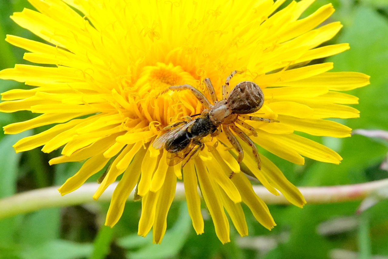 Xysticus cristatus (Clerck, 1758) - Xystique crêté