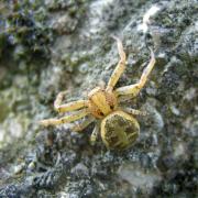 Xysticus cristatus (Clerck, 1758) - Xystique crêté (femelle)