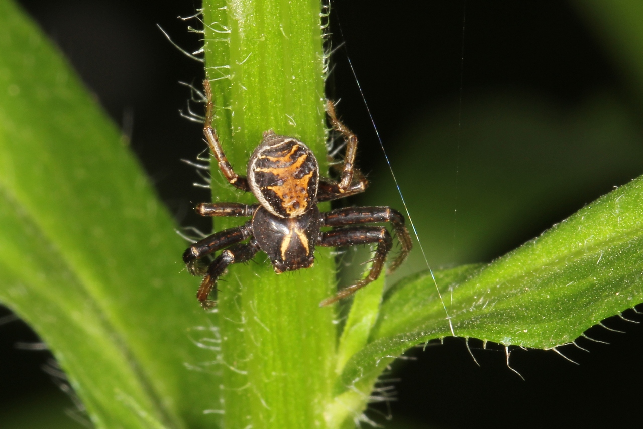 Xysticus cristatus (Clerck, 1758) - Xystique crêté (mâle)