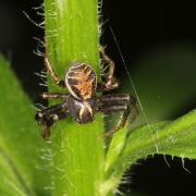 Xysticus cristatus (Clerck, 1758) - Xystique crêté (mâle)