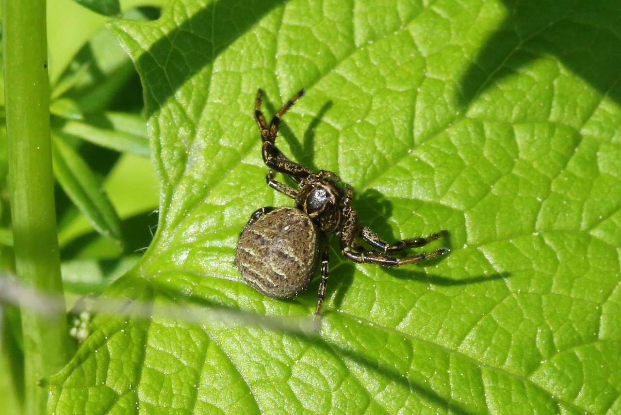 Xysticus kempeleni Thorell, 1872 - Xystique de Kempelen (femelle) 