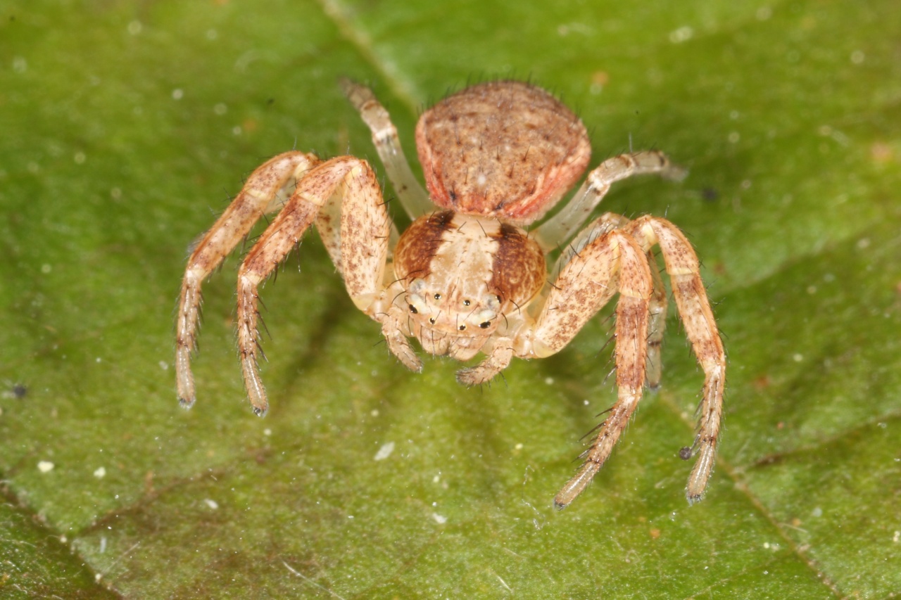 Xysticus lanio C.L. Koch, 1835 - Xystique boucher (femelle)