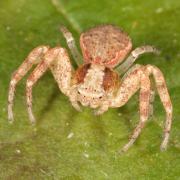 Xysticus lanio C.L. Koch, 1835 - Xystique boucher (femelle)