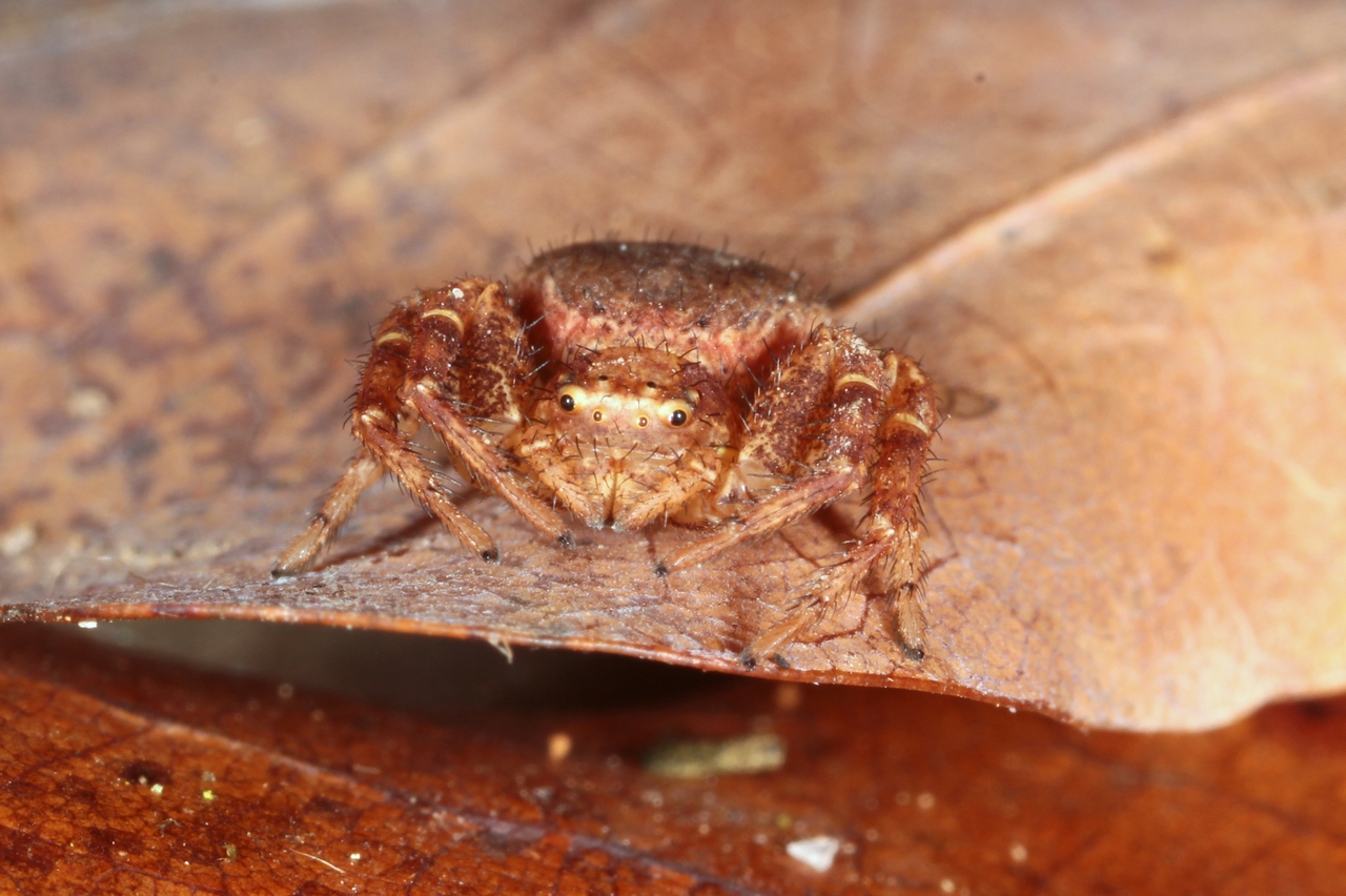 Xysticus lanio C.L. Koch, 1835 - Xystique boucher (femelle)