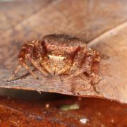 Xysticus lanio C.L. Koch, 1835 - Xystique boucher (femelle)