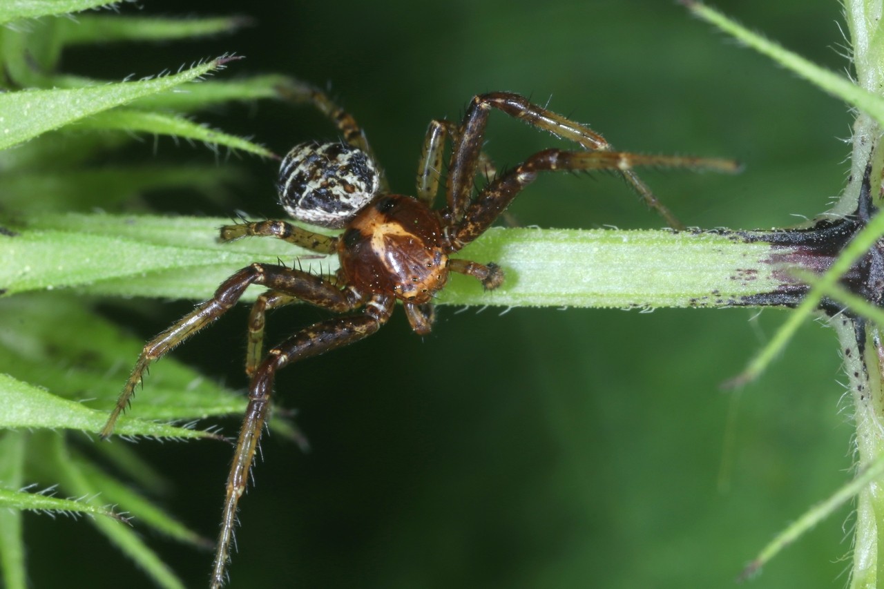 Xysticus lanio C.L. Koch, 1835 - Xystique boucher (mâle)