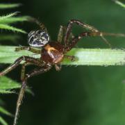 Xysticus lanio C.L. Koch, 1835 - Xystique boucher (mâle)