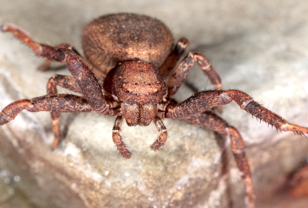 Bassaniodes robustus (Hahn, 1832) - Xystique robuste (femelle)