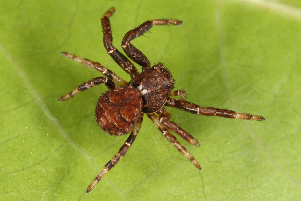 Xysticus audax (Schrank, 1803) - Xystique audacieux (femelle)