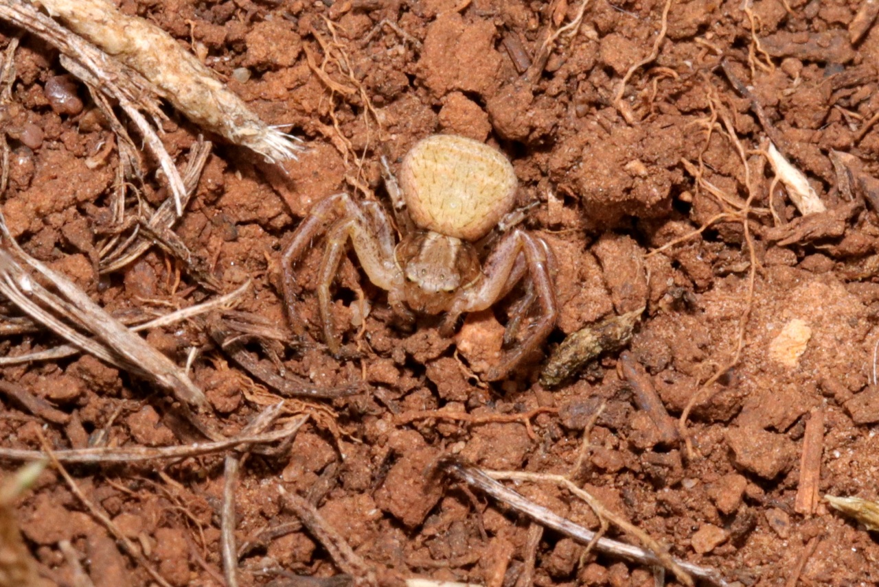 Xysticus sp gr bifasciatus / kochi