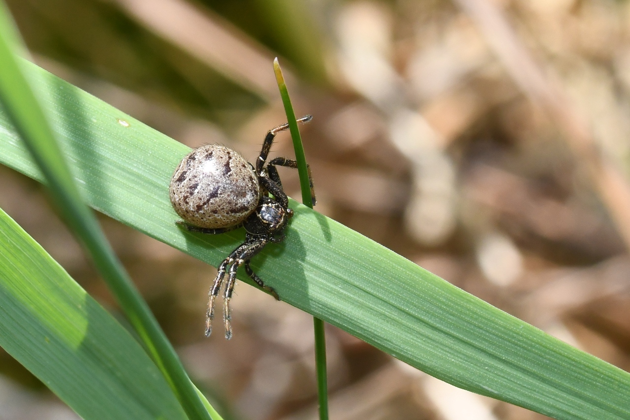 Xysticus sp lineatus / kempeleni (femelle)