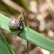 Xysticus sp lineatus / kempeleni (femelle)