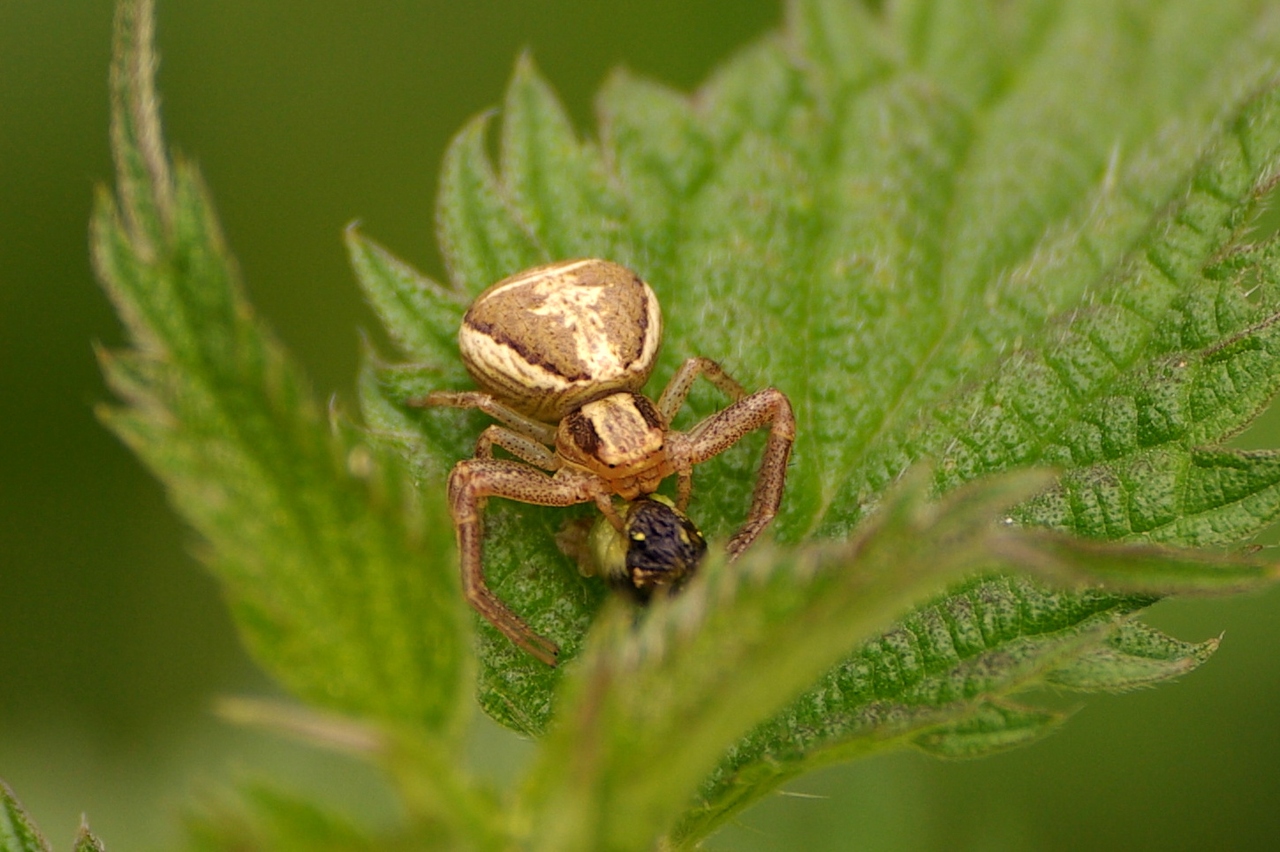 Xysticus ulmi (Hahn, 1831) - Xystique des Ormes (femelle)