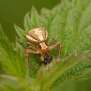 Xysticus ulmi (Hahn, 1831) - Xystique des Ormes (femelle)