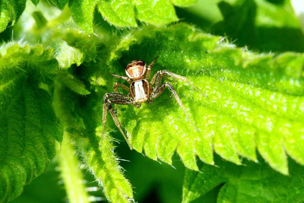 Xysticus ulmi (Hahn, 1831) - Xystique des Ormes (mâle)