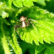 Xysticus ulmi (Hahn, 1831) - Xystique des Ormes (mâle)