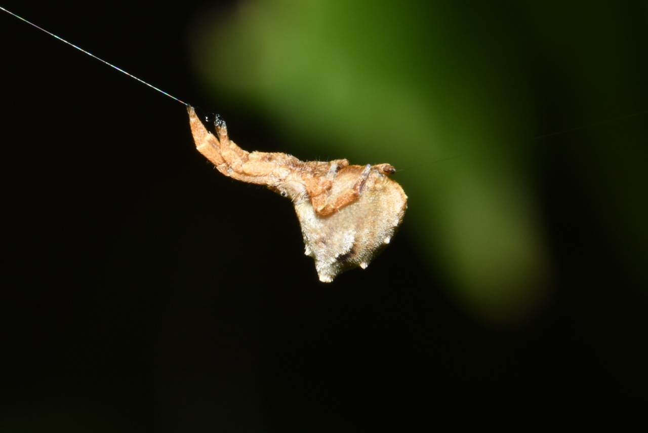 Hyptiotes paradoxus (C.L. Koch, 1834) - Araignée triangle