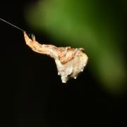 Hyptiotes paradoxus (C.L. Koch, 1834) - Araignée triangle