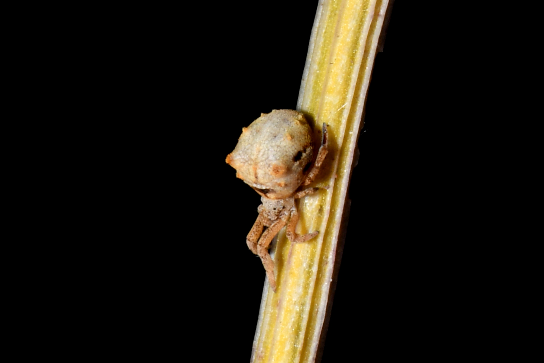 Hyptiotes paradoxus (C.L. Koch, 1834) - Araignée triangle