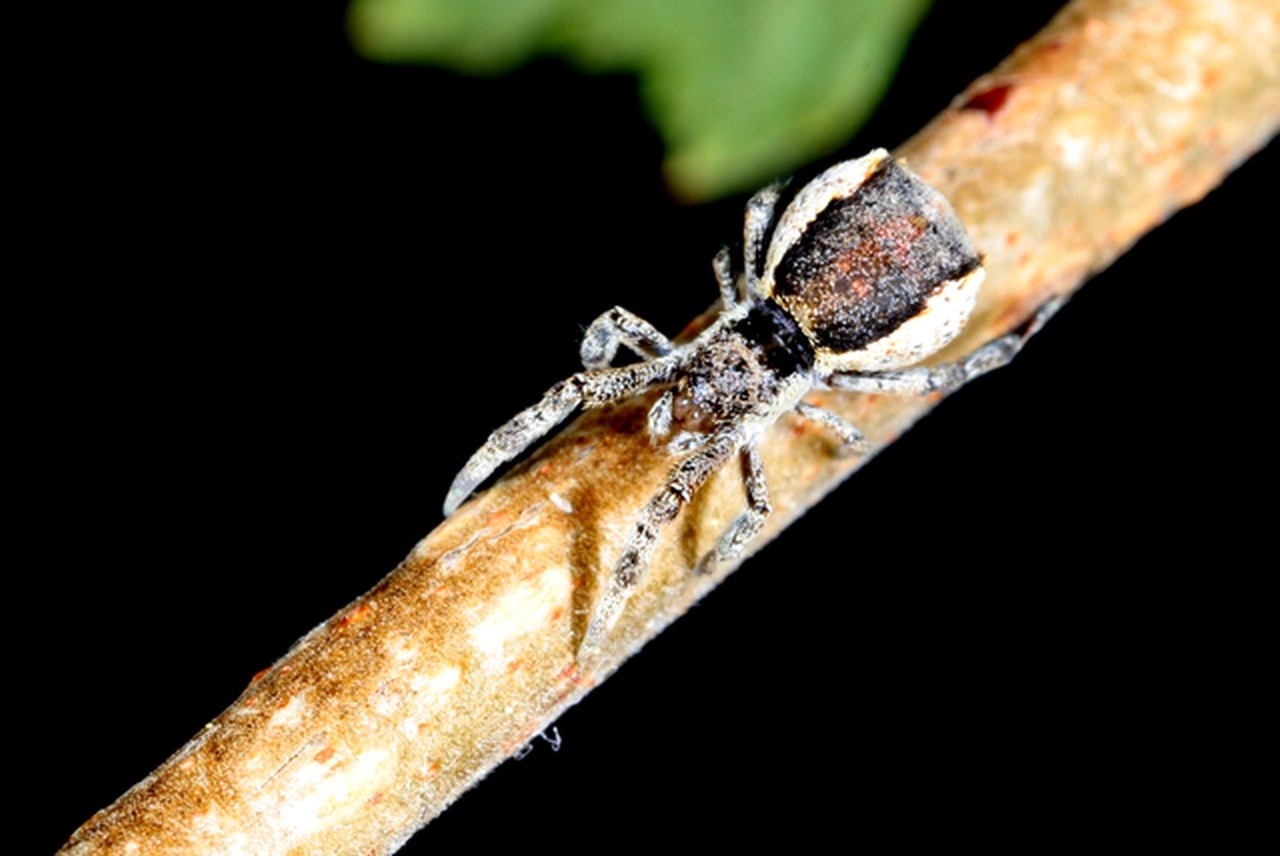 Hyptiotes paradoxus (C.L. Koch, 1834) - Araignée triangle