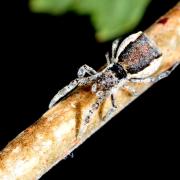 Hyptiotes paradoxus (C.L. Koch, 1834) - Araignée triangle