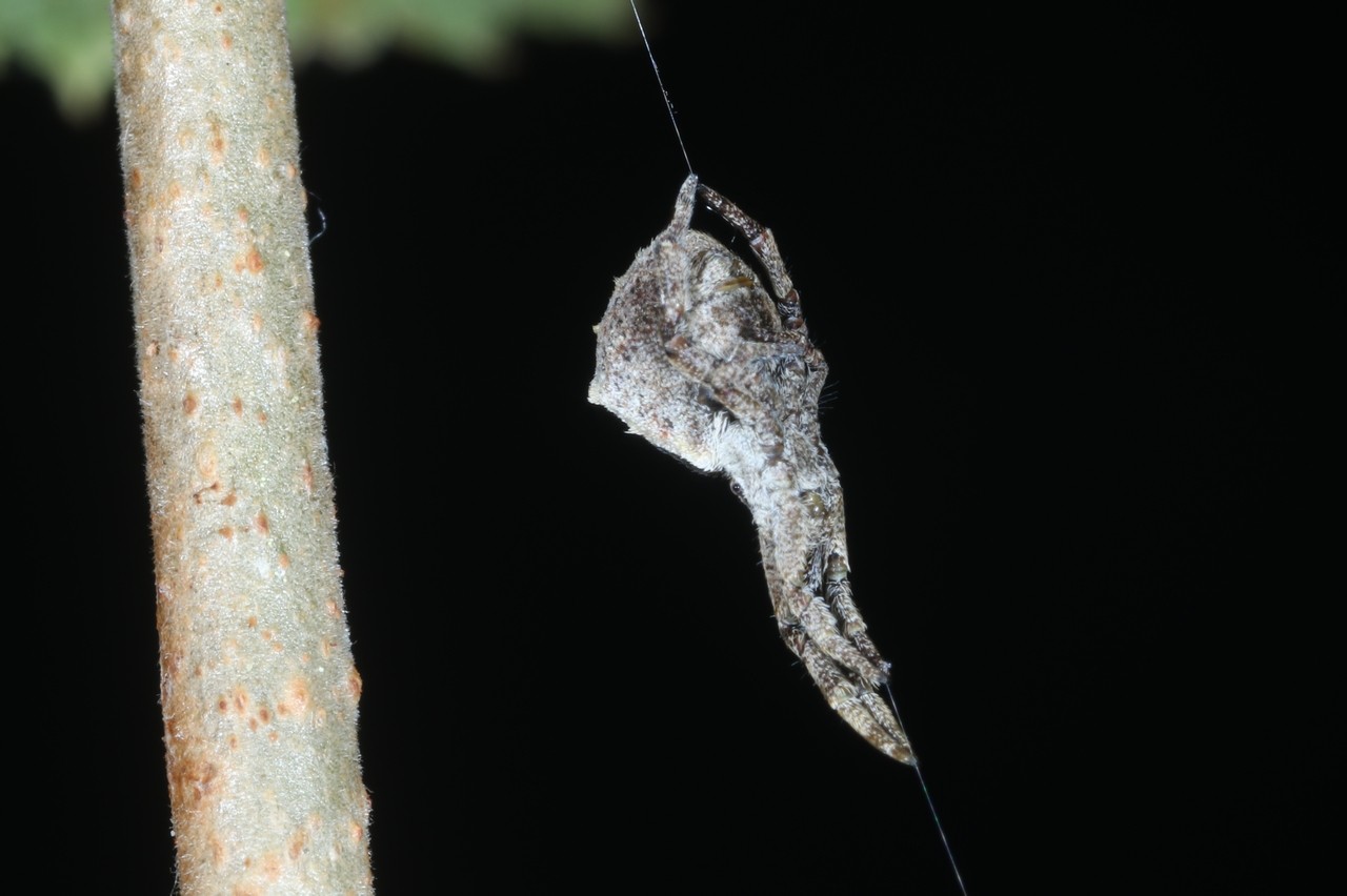 Hyptiotes paradoxus (C.L. Koch, 1834) - Araignée triangle