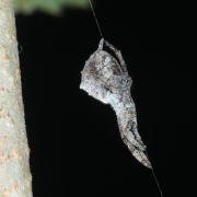 Hyptiotes paradoxus (C.L. Koch, 1834) - Araignée triangle