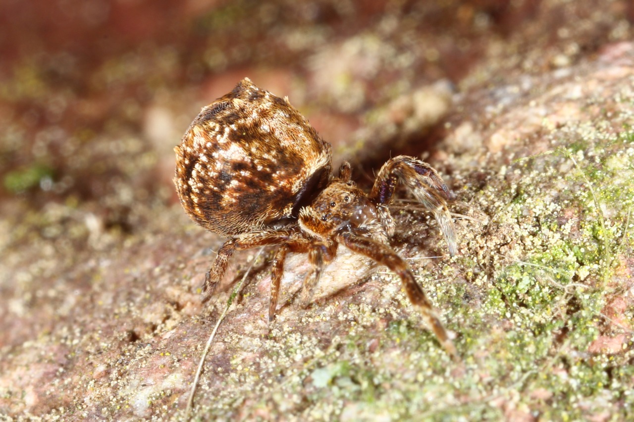 Hyptiotes paradoxus (C.L. Koch, 1834) - Araignée triangle