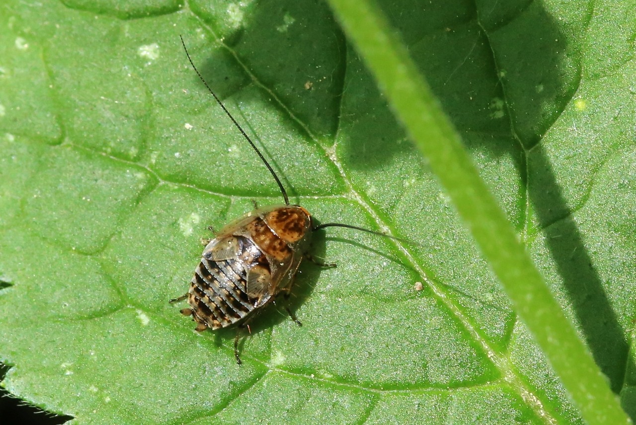 Ectobius lapponicus (Linnaeus, 1758) - Blatte jaune, Blatte du Nord (larve)