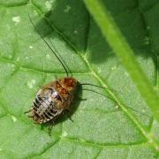 Ectobius lapponicus (Linnaeus, 1758) - Blatte jaune, Blatte du Nord (larve)