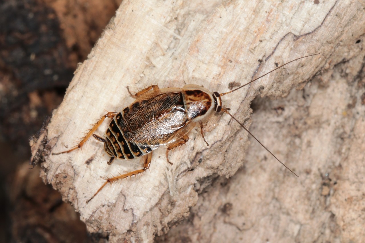 Ectobius lucidus (Hagenbach, 1822) - Blatte brillante (femelle)