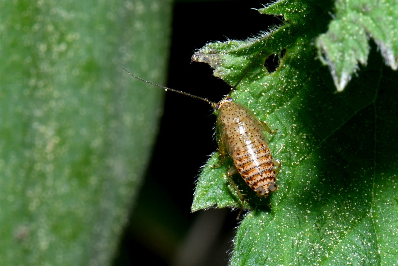 Ectobius pallidus (Olivier, 1789) - Blatte pâle (juvénile)