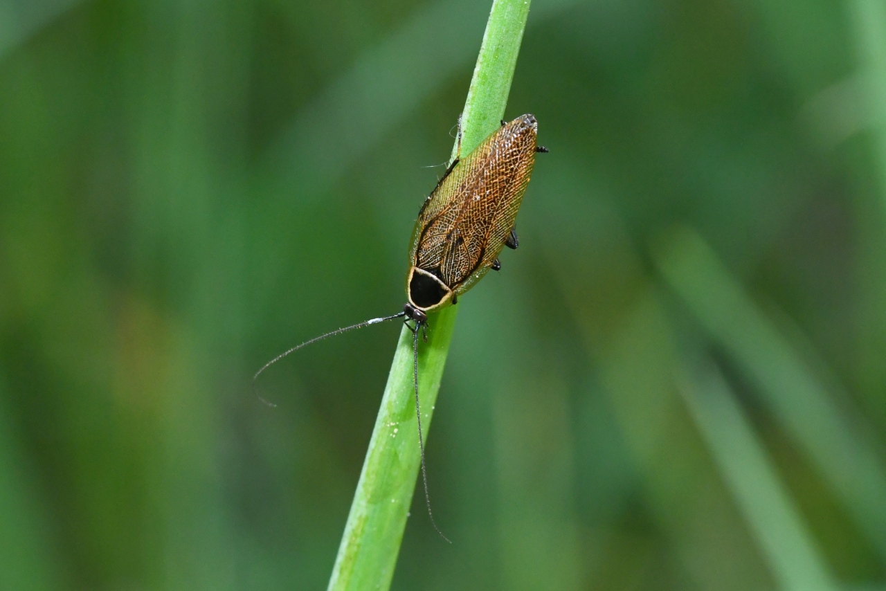 Ectobius sylvestris (Poda, 1761) - Blatte sylvestre