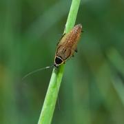 Ectobius sylvestris (Poda, 1761) - Blatte sylvestre