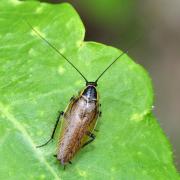 Ectobius sylvestris (Poda, 1761) - Blatte sylvestre