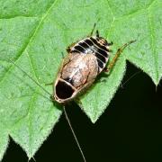 Ectobius sylvestris (Poda, 1761) - Blatte sylvestre (larve)