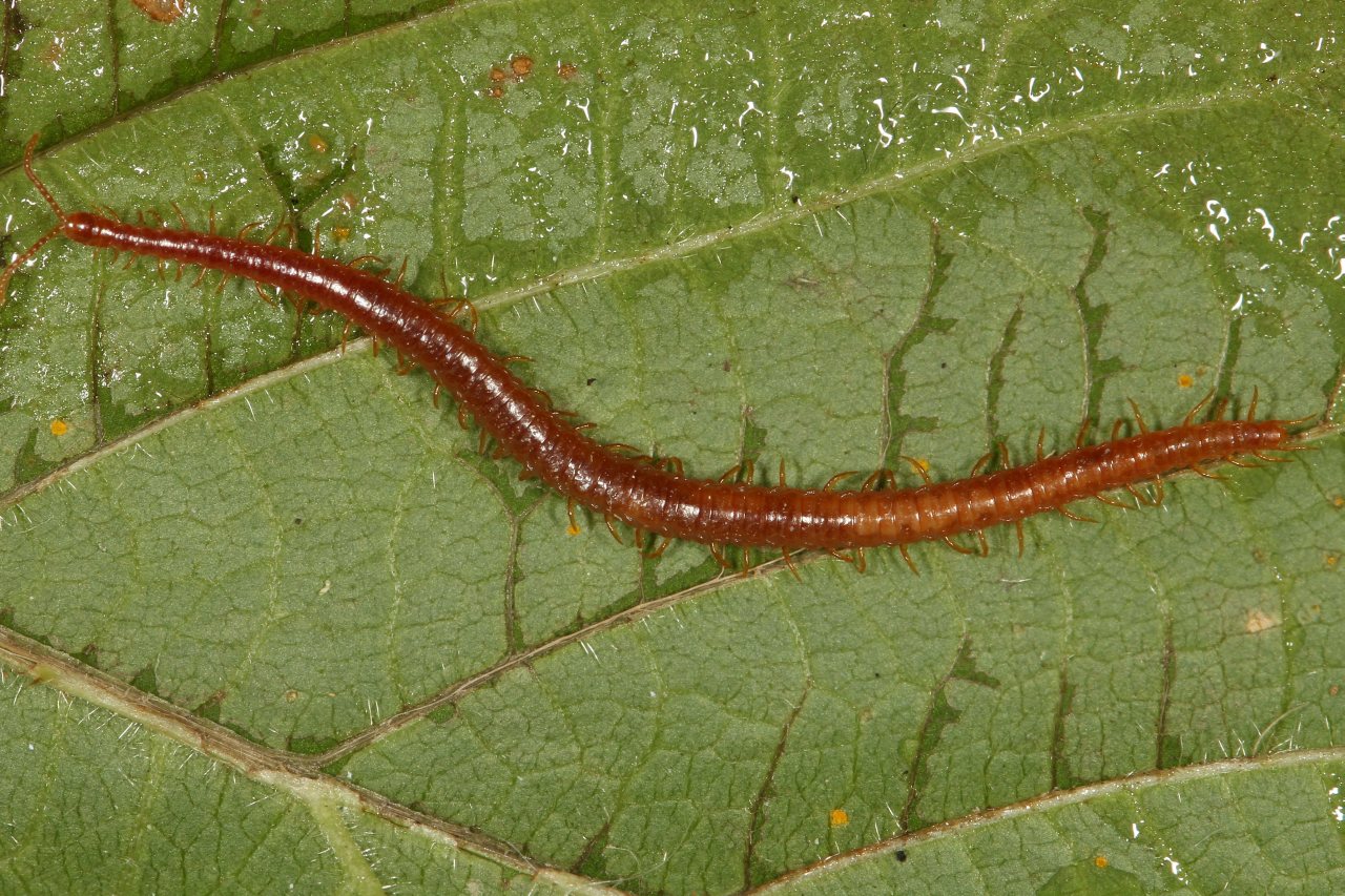 Famille des Geophilidae